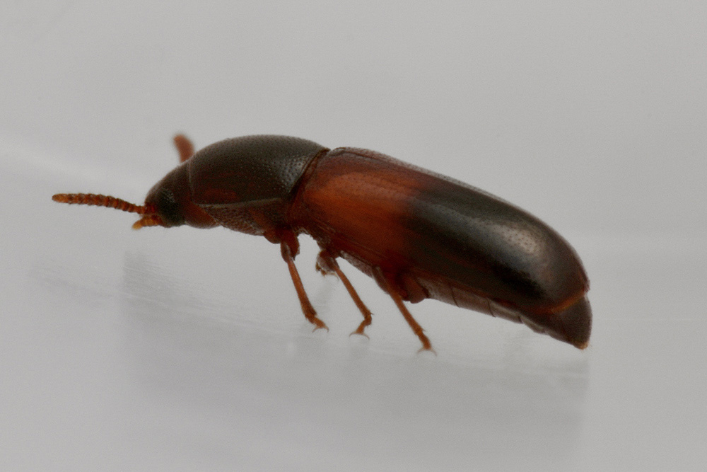 Corticeus fasciatus, Tenebrionidae